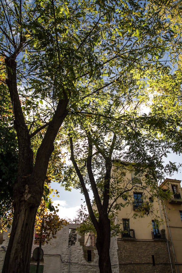 El otoño en Logroño