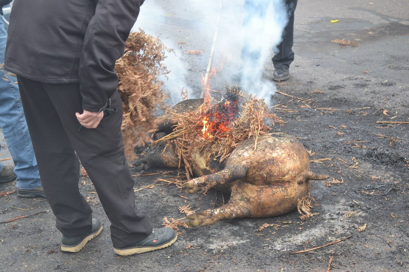 Celebración de la matanza extremeña en Ventosa