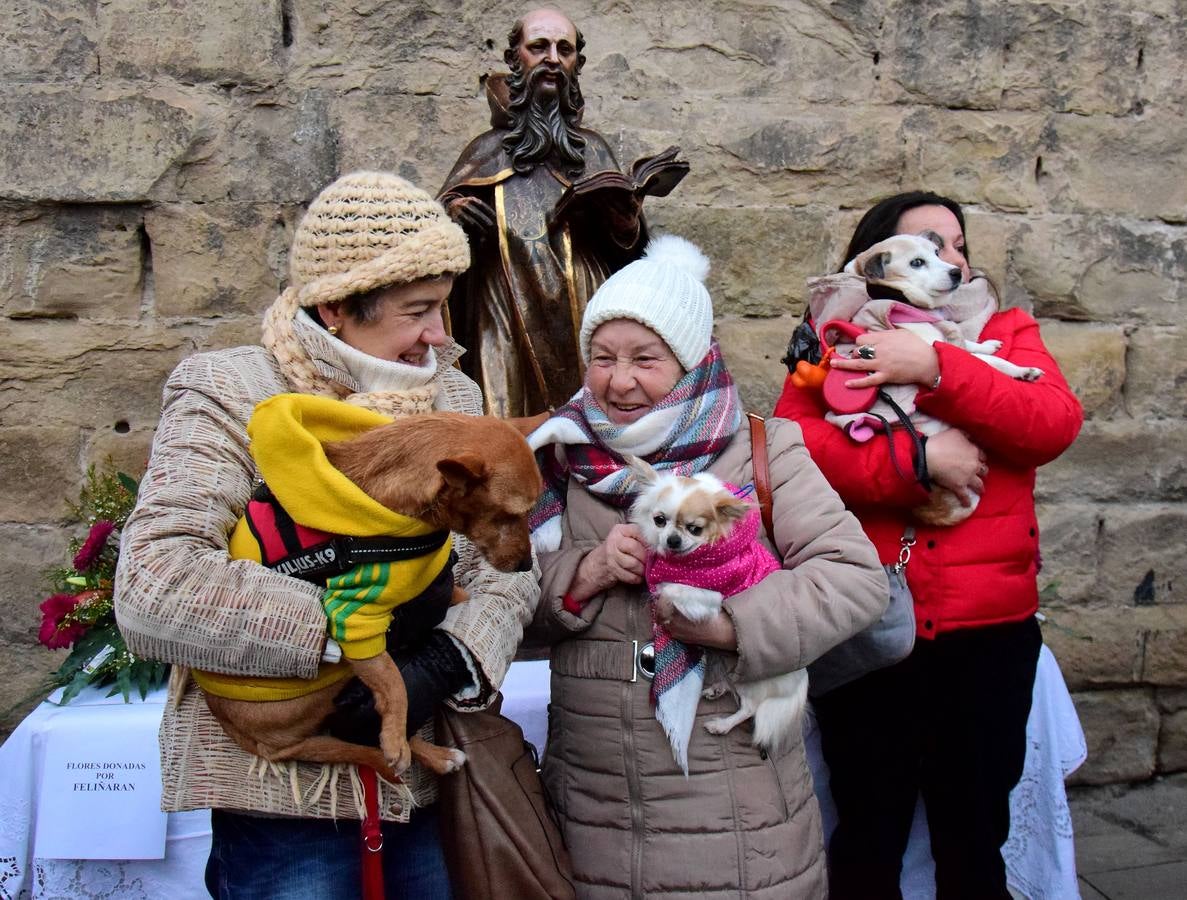 Festividad de San Antón en la Plaza de San Bartolomé de Logroño