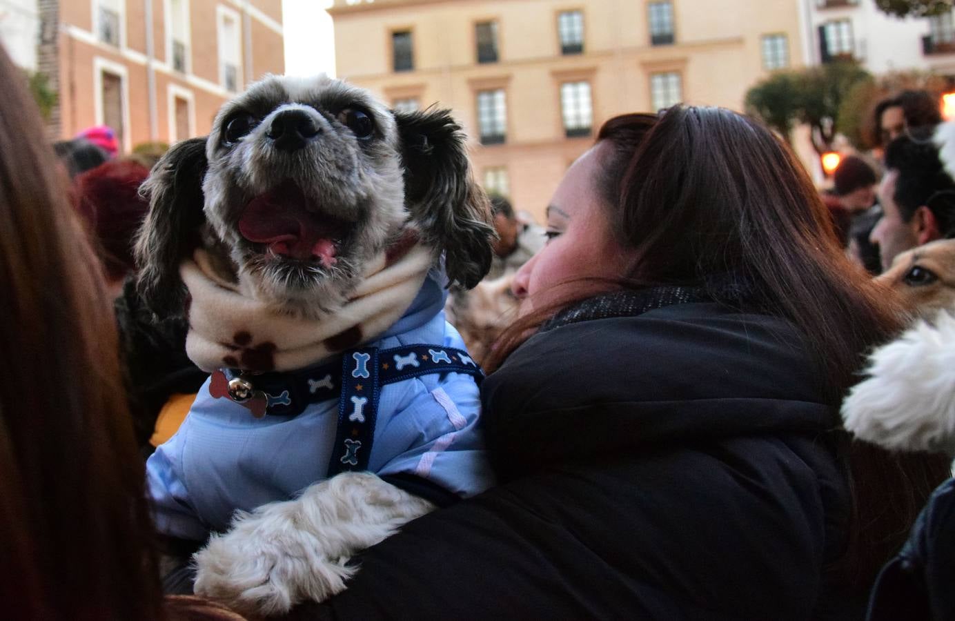 Festividad de San Antón en la Plaza de San Bartolomé de Logroño