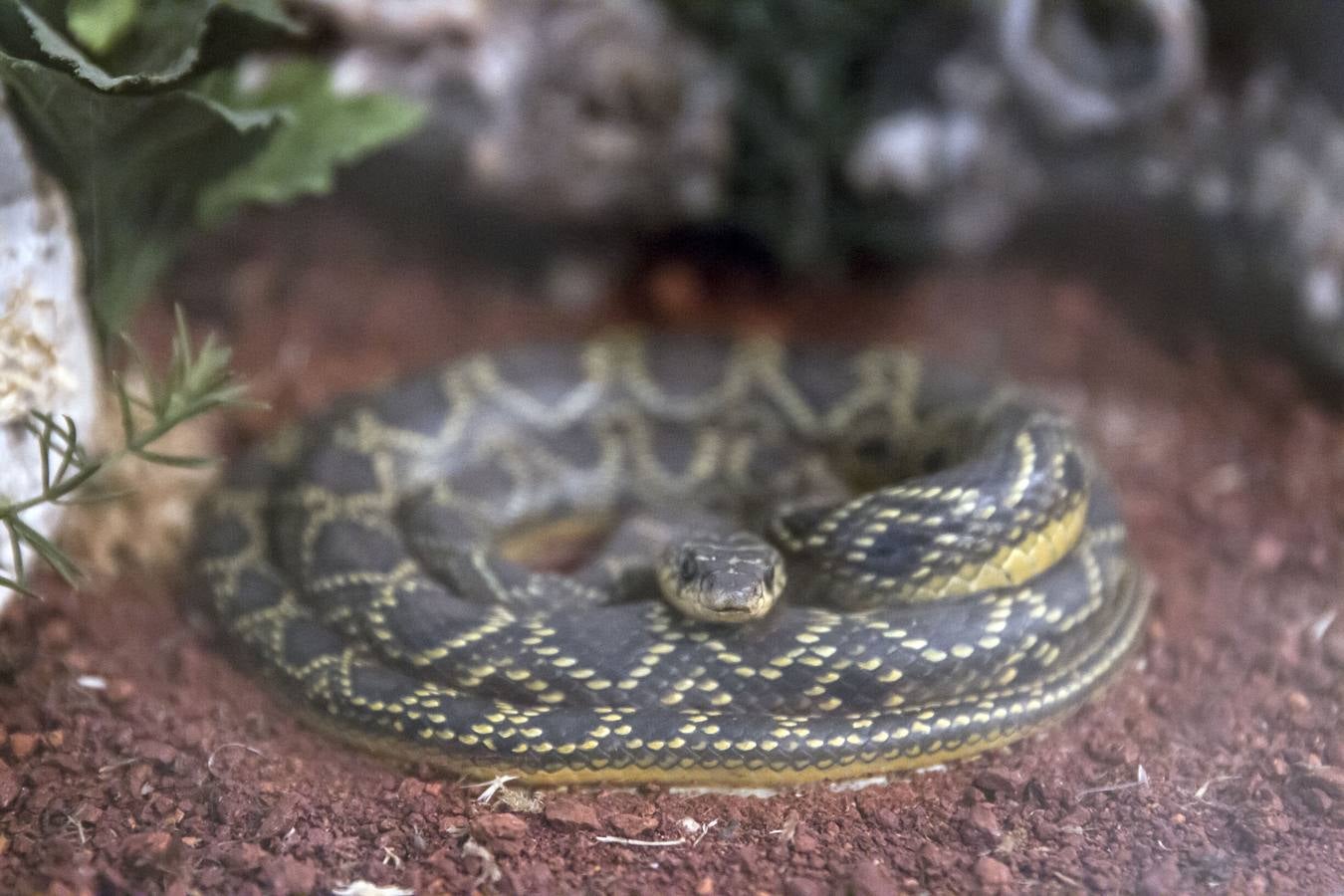 La Casa de las Ciencias expone anfibios y reptiles