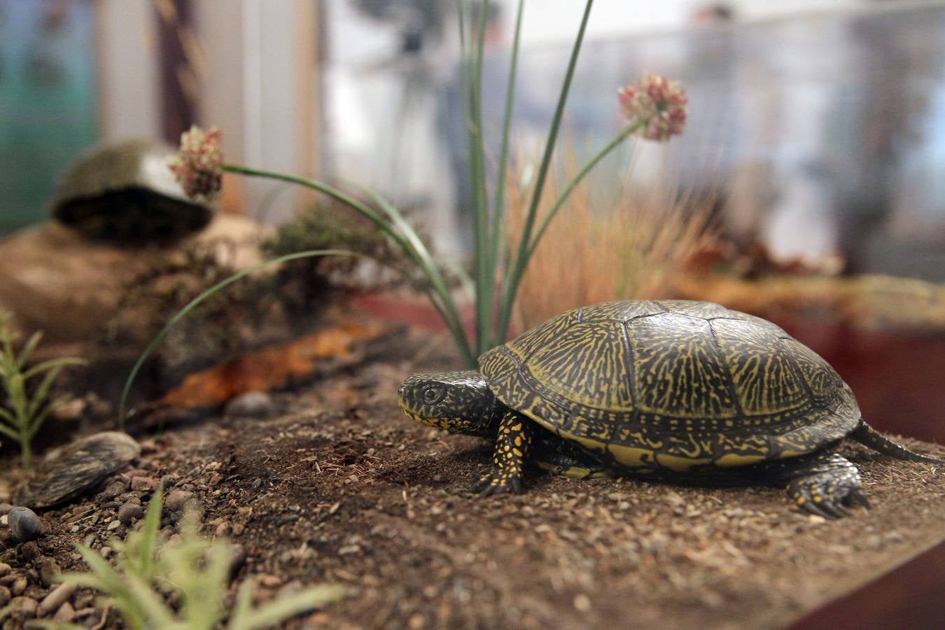 La Casa de las Ciencias expone anfibios y reptiles