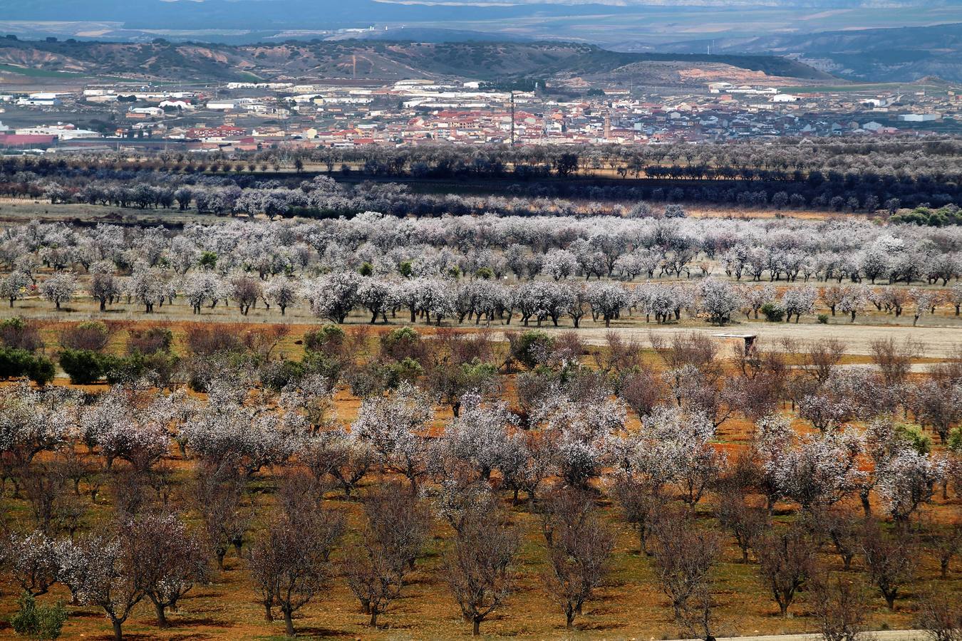 La Rioja florece