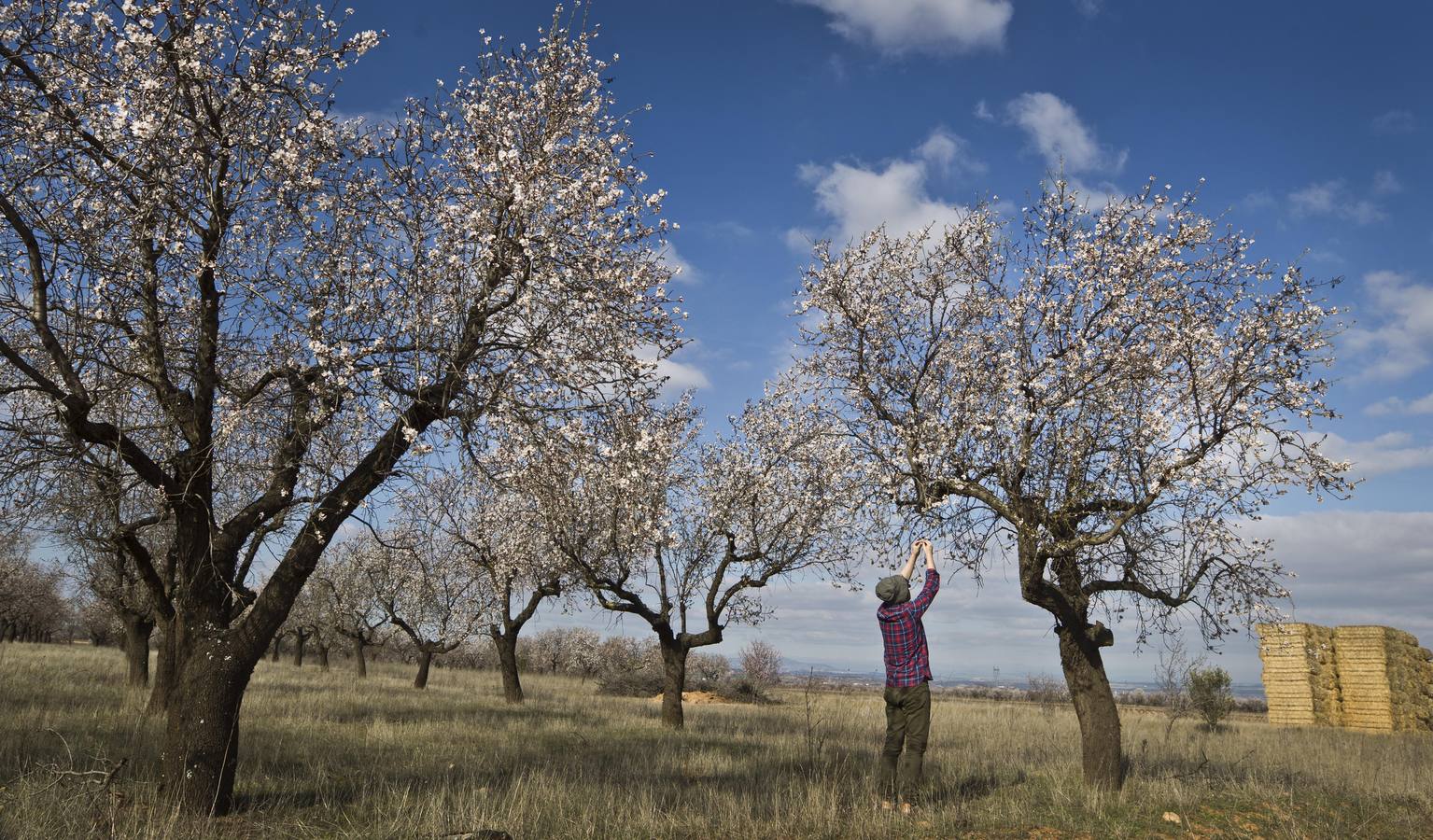 La Rioja florece