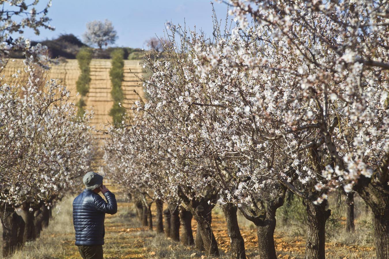 La Rioja florece