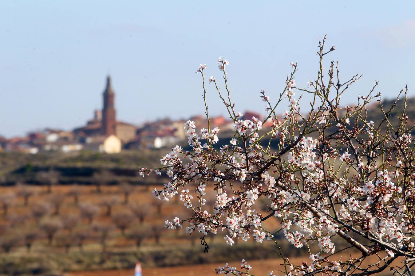 La Rioja florece