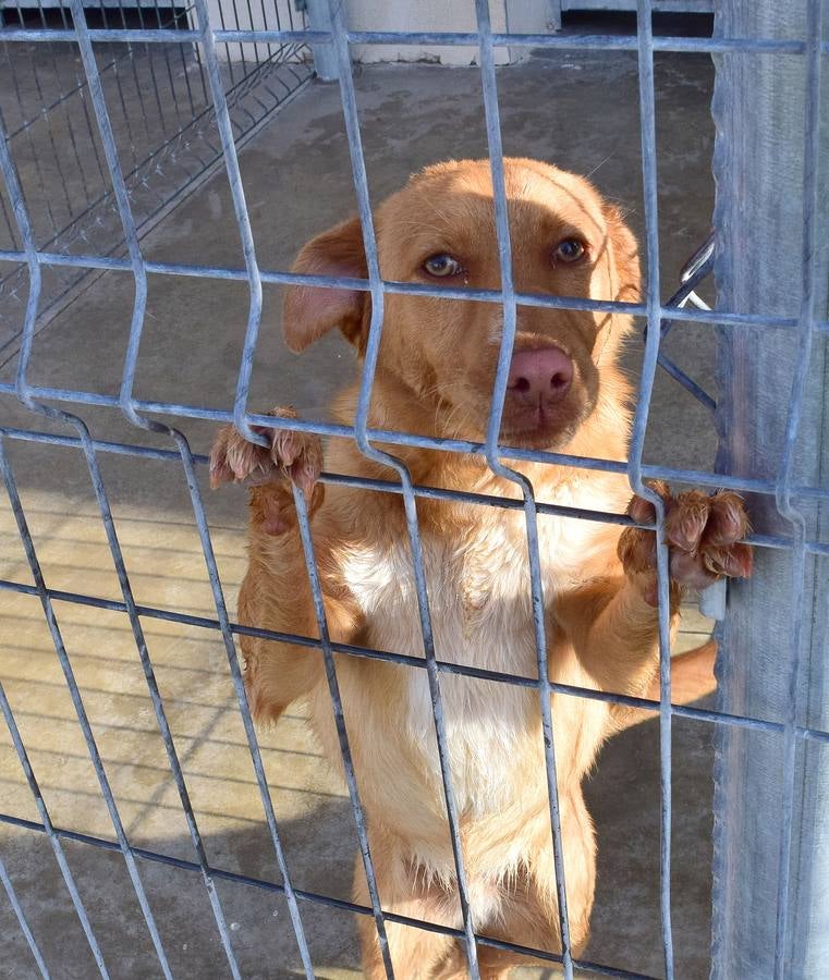 Cincuenta alumnas de Alcaste visitan el Centro de Acogida de Animales Logroño