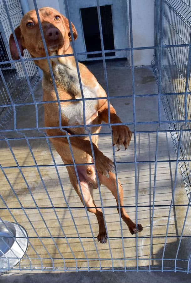 Cincuenta alumnas de Alcaste visitan el Centro de Acogida de Animales Logroño