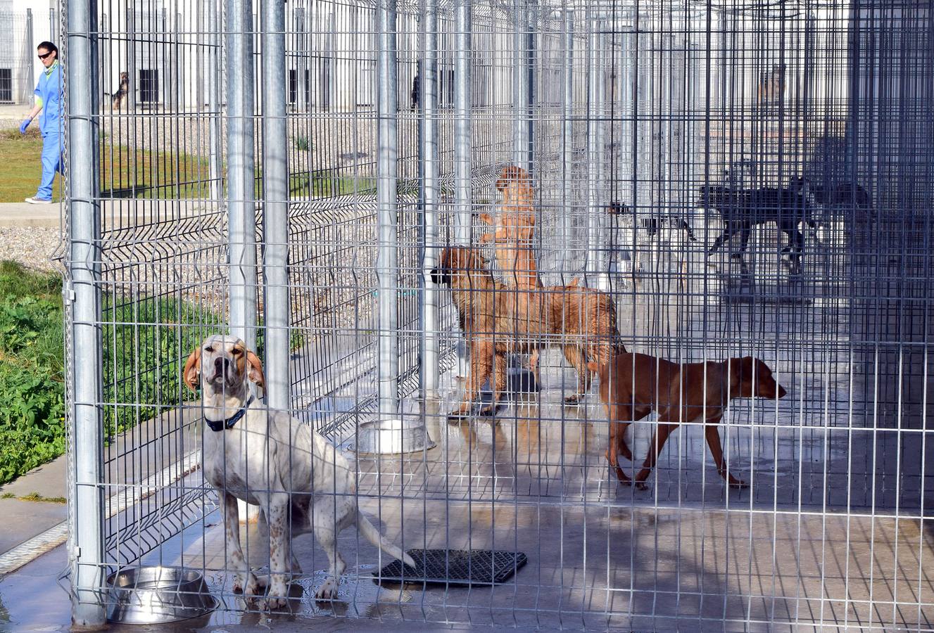 Cincuenta alumnas de Alcaste visitan el Centro de Acogida de Animales Logroño