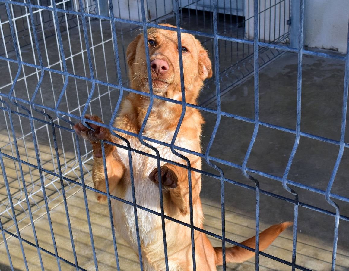 Cincuenta alumnas de Alcaste visitan el Centro de Acogida de Animales Logroño