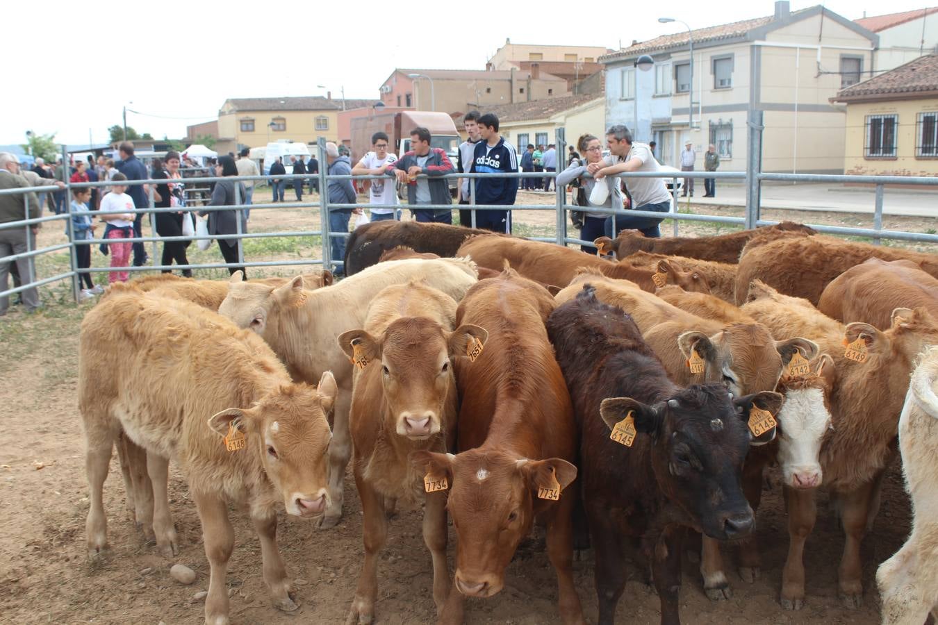 Feria de ganado en Rincón de Soto