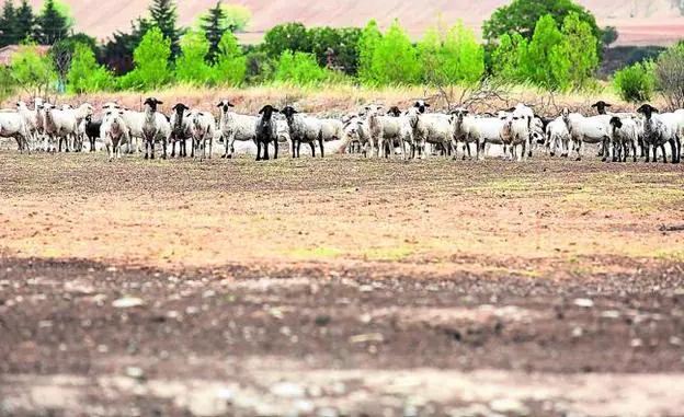 Un rebaño de ovejas en una zona de pastos afectada por la sequía en los alrededores de Santurde.