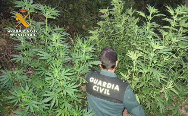 Un agente procede a cortar las plantas de marihuana. 