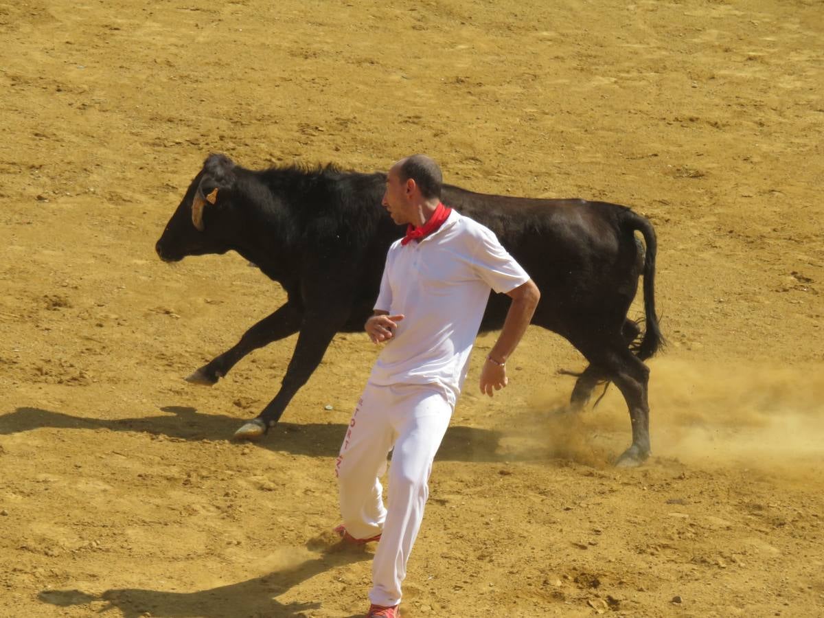 Vaquillas, comidas en cuadrilla, degustaciones, gigantes y cabezudos... un sinfín de actos en las fiestas alfareñas.