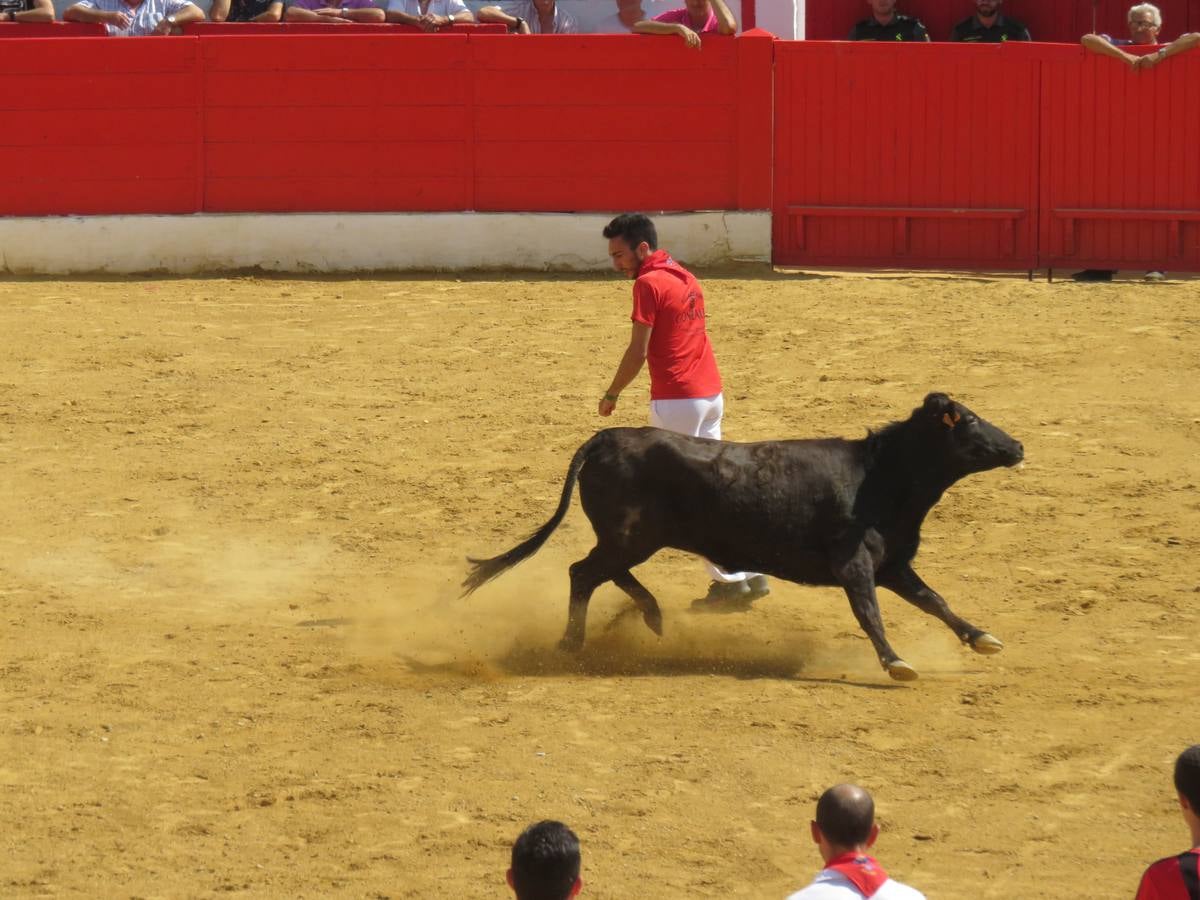 Vaquillas, comidas en cuadrilla, degustaciones, gigantes y cabezudos... un sinfín de actos en las fiestas alfareñas.