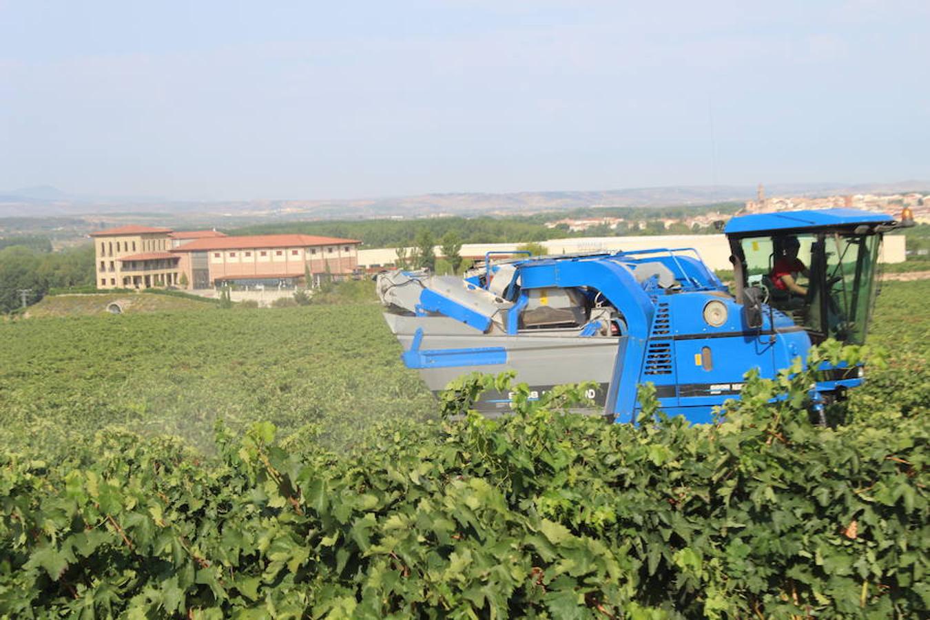 Blanca, tinta... La vendimia ha comenzado. Muy tempranera, eso sí, pero ya se ha puesto en marcha. Varias fincas de las localidades navarras del entorno de Azagra y San Adrián ya se han puesto manos a la obra. En unos casos de manera mecanizada y, en otros, a base de tijera y corquete.