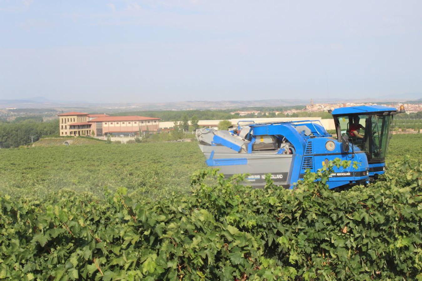 Blanca, tinta... La vendimia ha comenzado. Muy tempranera, eso sí, pero ya se ha puesto en marcha. Varias fincas de las localidades navarras del entorno de Azagra y San Adrián ya se han puesto manos a la obra. En unos casos de manera mecanizada y, en otros, a base de tijera y corquete.