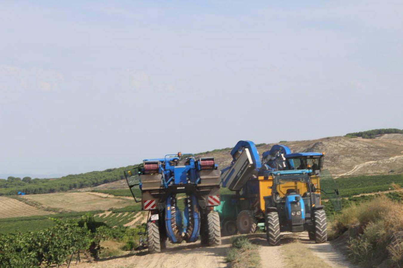 Blanca, tinta... La vendimia ha comenzado. Muy tempranera, eso sí, pero ya se ha puesto en marcha. Varias fincas de las localidades navarras del entorno de Azagra y San Adrián ya se han puesto manos a la obra. En unos casos de manera mecanizada y, en otros, a base de tijera y corquete.