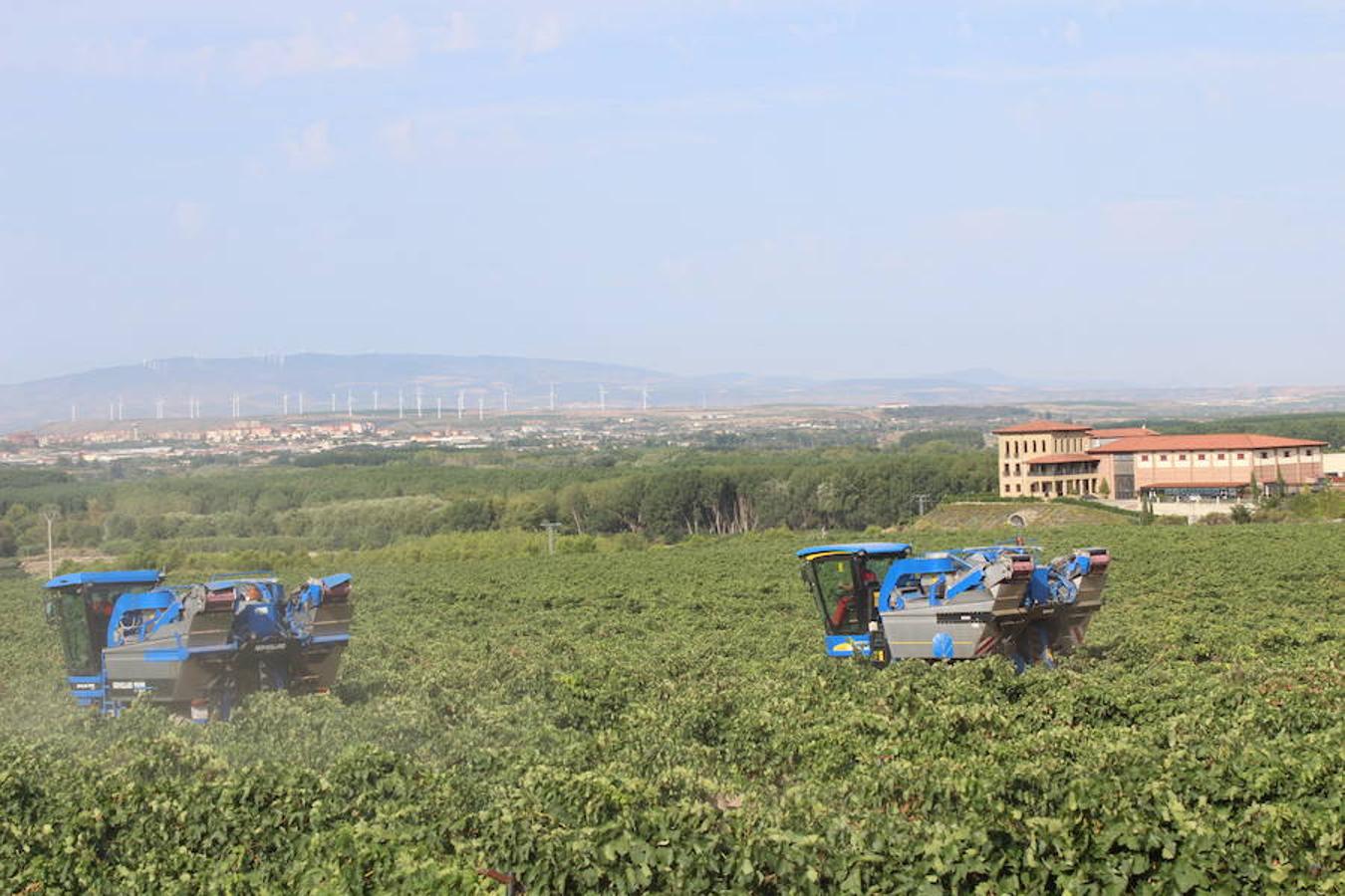 Blanca, tinta... La vendimia ha comenzado. Muy tempranera, eso sí, pero ya se ha puesto en marcha. Varias fincas de las localidades navarras del entorno de Azagra y San Adrián ya se han puesto manos a la obra. En unos casos de manera mecanizada y, en otros, a base de tijera y corquete.