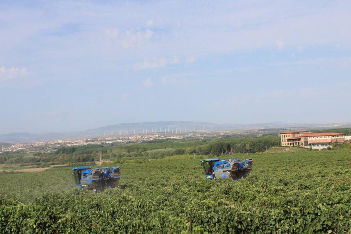 Blanca, tinta... La vendimia ha comenzado. Muy tempranera, eso sí, pero ya se ha puesto en marcha. Varias fincas de las localidades navarras del entorno de Azagra y San Adrián ya se han puesto manos a la obra. En unos casos de manera mecanizada y, en otros, a base de tijera y corquete.