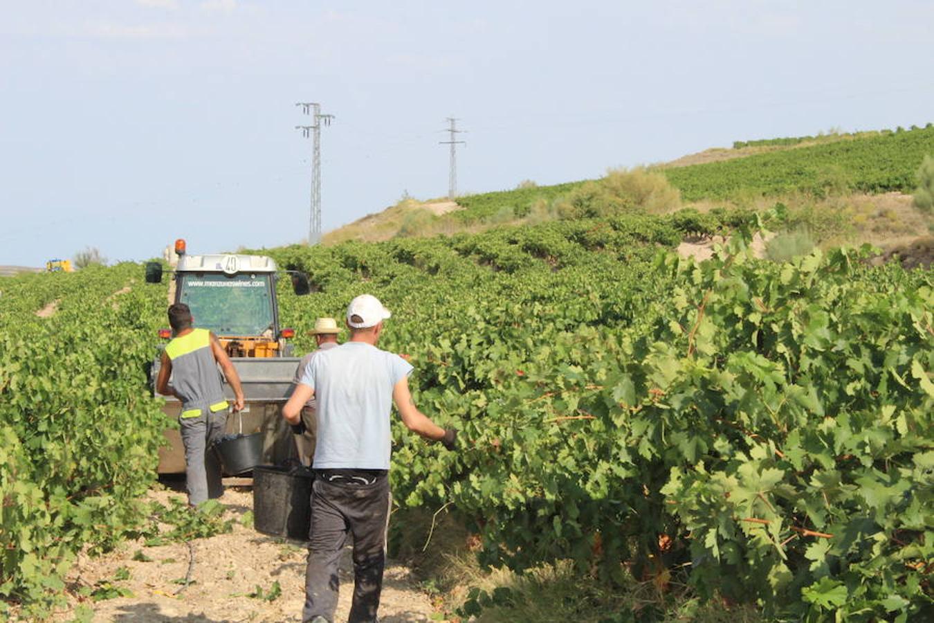 Blanca, tinta... La vendimia ha comenzado. Muy tempranera, eso sí, pero ya se ha puesto en marcha. Varias fincas de las localidades navarras del entorno de Azagra y San Adrián ya se han puesto manos a la obra. En unos casos de manera mecanizada y, en otros, a base de tijera y corquete.