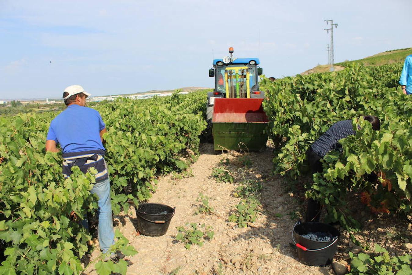 Blanca, tinta... La vendimia ha comenzado. Muy tempranera, eso sí, pero ya se ha puesto en marcha. Varias fincas de las localidades navarras del entorno de Azagra y San Adrián ya se han puesto manos a la obra. En unos casos de manera mecanizada y, en otros, a base de tijera y corquete.