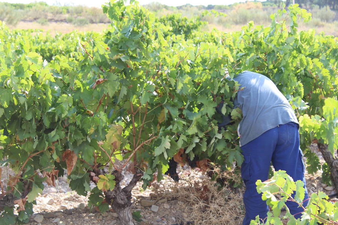 Blanca, tinta... La vendimia ha comenzado. Muy tempranera, eso sí, pero ya se ha puesto en marcha. Varias fincas de las localidades navarras del entorno de Azagra y San Adrián ya se han puesto manos a la obra. En unos casos de manera mecanizada y, en otros, a base de tijera y corquete.