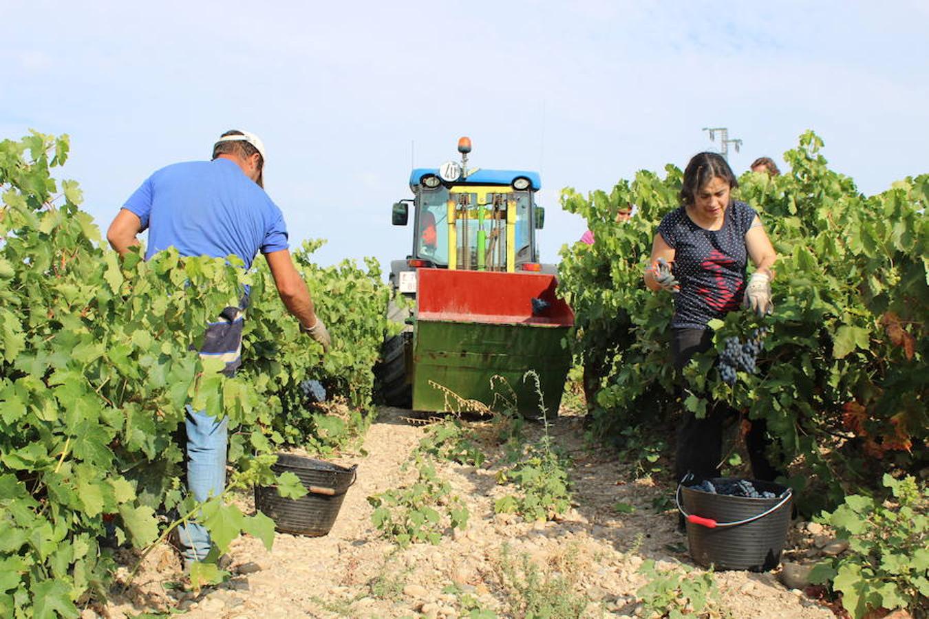 Blanca, tinta... La vendimia ha comenzado. Muy tempranera, eso sí, pero ya se ha puesto en marcha. Varias fincas de las localidades navarras del entorno de Azagra y San Adrián ya se han puesto manos a la obra. En unos casos de manera mecanizada y, en otros, a base de tijera y corquete.