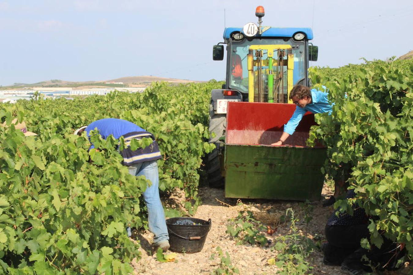 Blanca, tinta... La vendimia ha comenzado. Muy tempranera, eso sí, pero ya se ha puesto en marcha. Varias fincas de las localidades navarras del entorno de Azagra y San Adrián ya se han puesto manos a la obra. En unos casos de manera mecanizada y, en otros, a base de tijera y corquete.