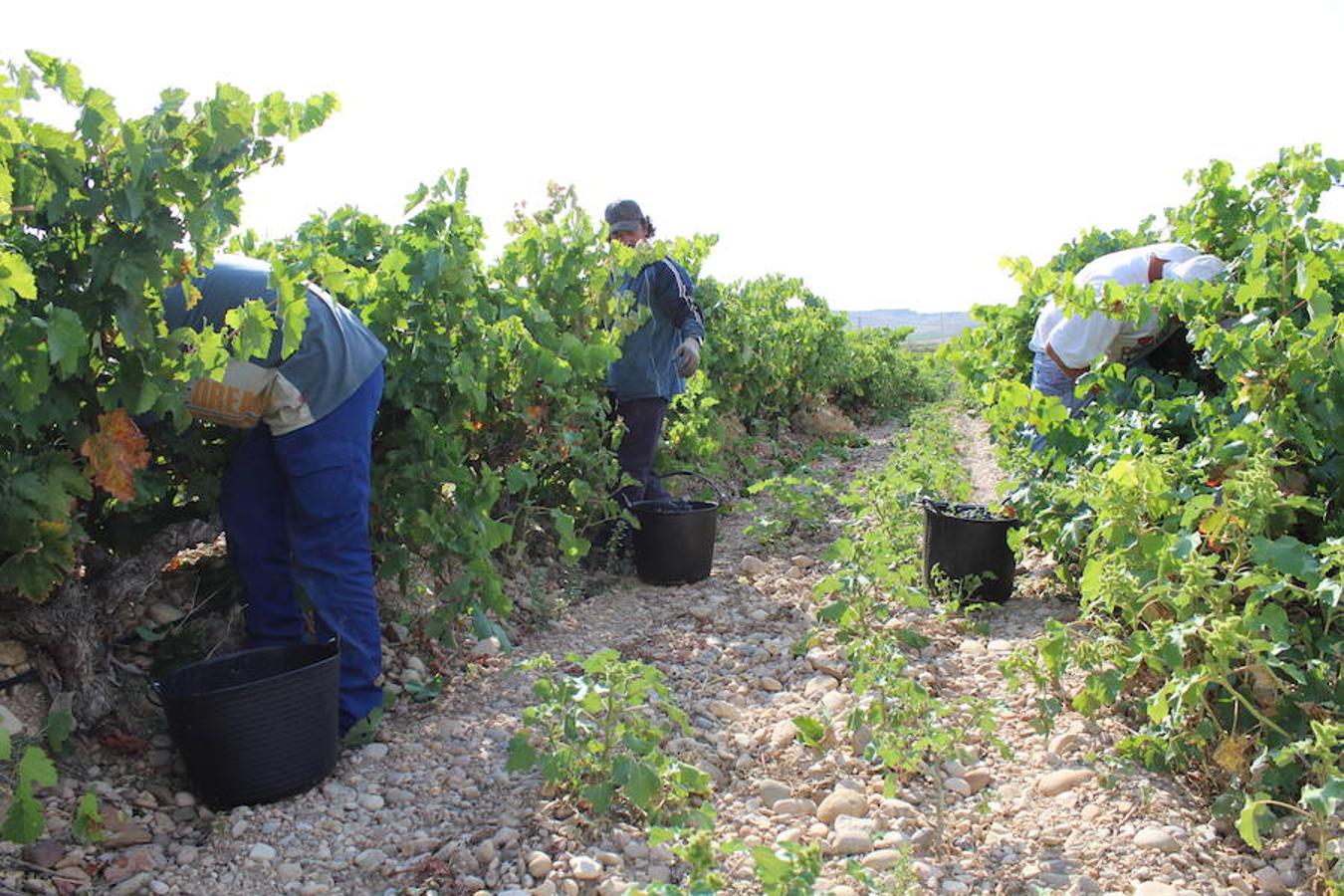 Blanca, tinta... La vendimia ha comenzado. Muy tempranera, eso sí, pero ya se ha puesto en marcha. Varias fincas de las localidades navarras del entorno de Azagra y San Adrián ya se han puesto manos a la obra. En unos casos de manera mecanizada y, en otros, a base de tijera y corquete.