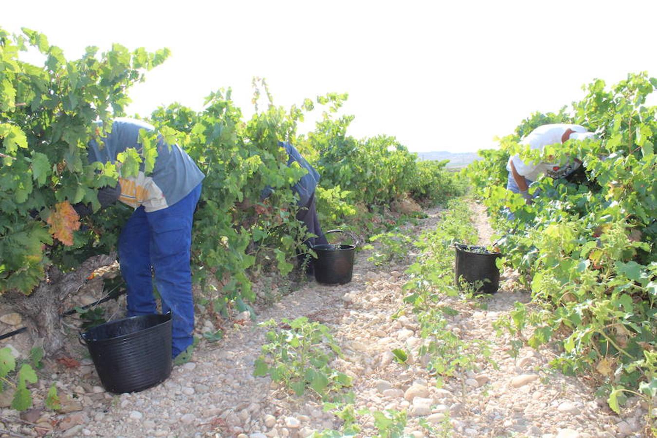 Blanca, tinta... La vendimia ha comenzado. Muy tempranera, eso sí, pero ya se ha puesto en marcha. Varias fincas de las localidades navarras del entorno de Azagra y San Adrián ya se han puesto manos a la obra. En unos casos de manera mecanizada y, en otros, a base de tijera y corquete.