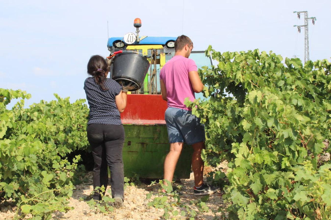 Blanca, tinta... La vendimia ha comenzado. Muy tempranera, eso sí, pero ya se ha puesto en marcha. Varias fincas de las localidades navarras del entorno de Azagra y San Adrián ya se han puesto manos a la obra. En unos casos de manera mecanizada y, en otros, a base de tijera y corquete.