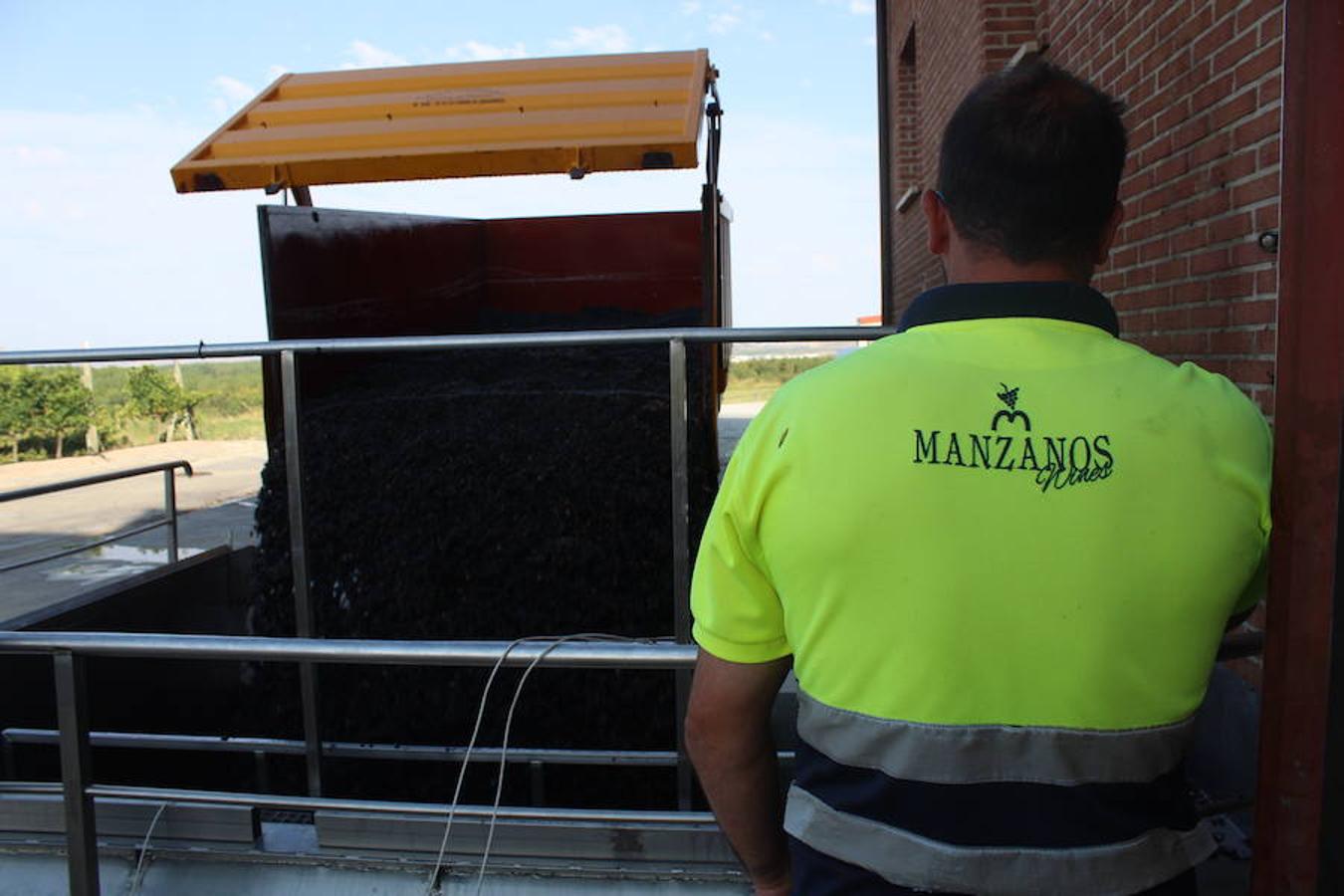 Blanca, tinta... La vendimia ha comenzado. Muy tempranera, eso sí, pero ya se ha puesto en marcha. Varias fincas de las localidades navarras del entorno de Azagra y San Adrián ya se han puesto manos a la obra. En unos casos de manera mecanizada y, en otros, a base de tijera y corquete.