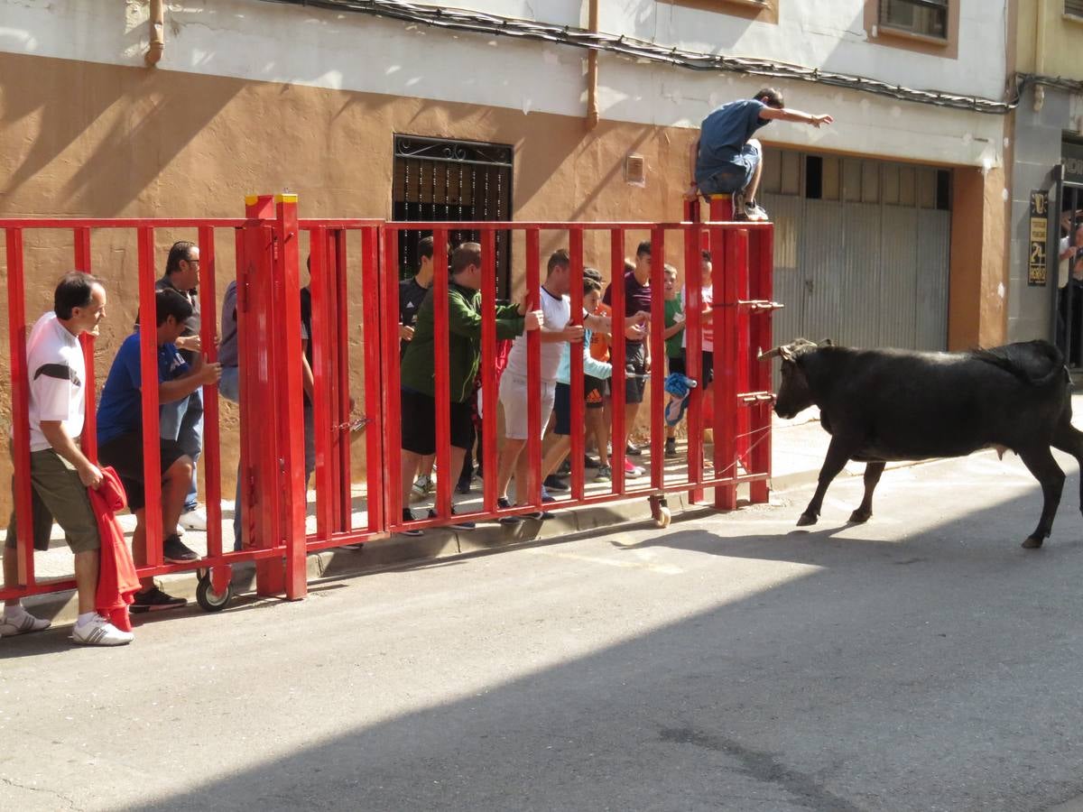 Imágenes de las vaquillas y de la procesión de las fiestas de Alfaro.