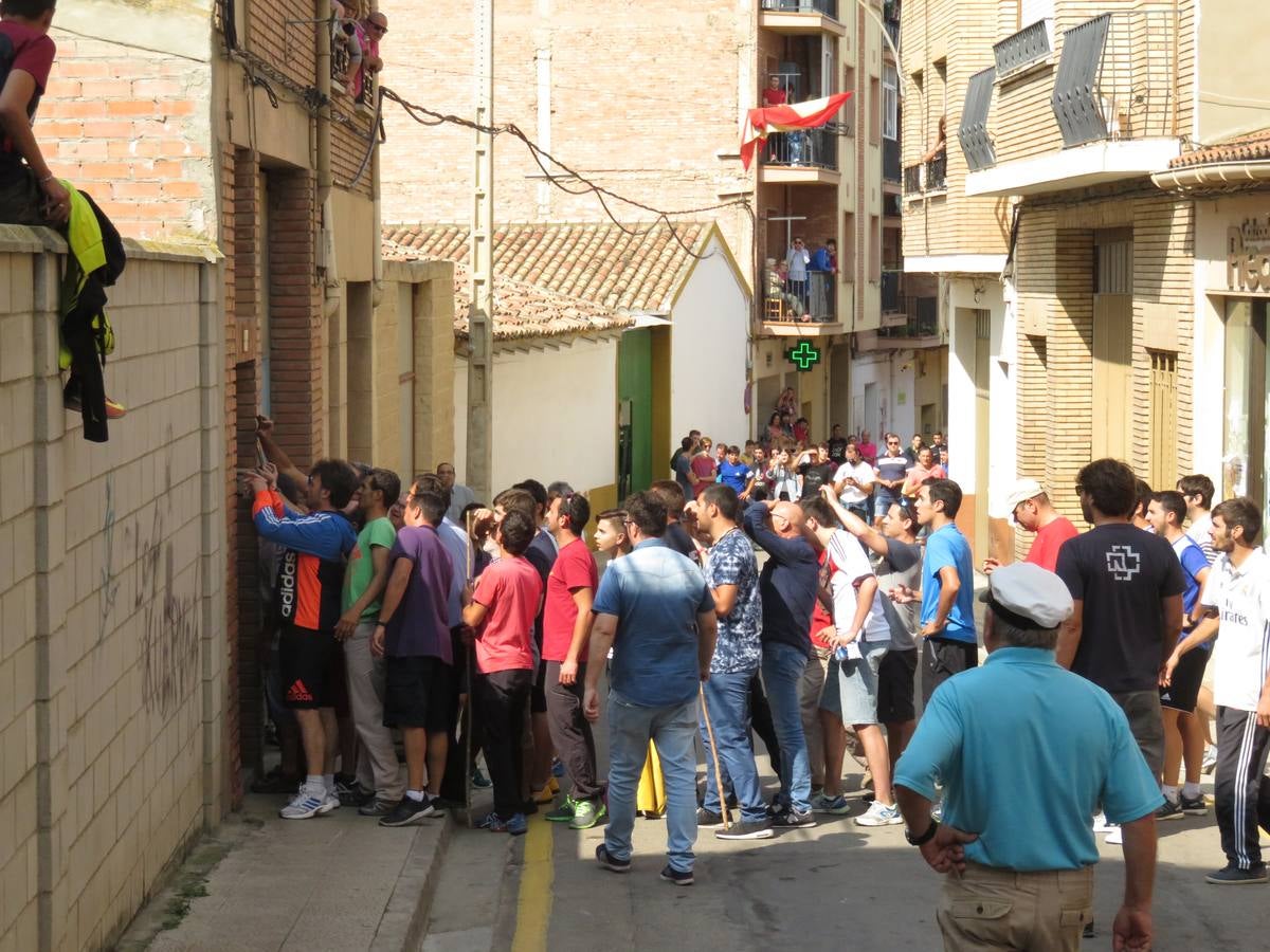 Imágenes de las vaquillas y de la procesión de las fiestas de Alfaro.