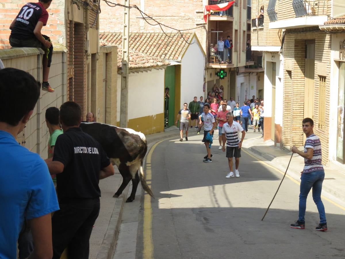 Imágenes de las vaquillas y de la procesión de las fiestas de Alfaro.