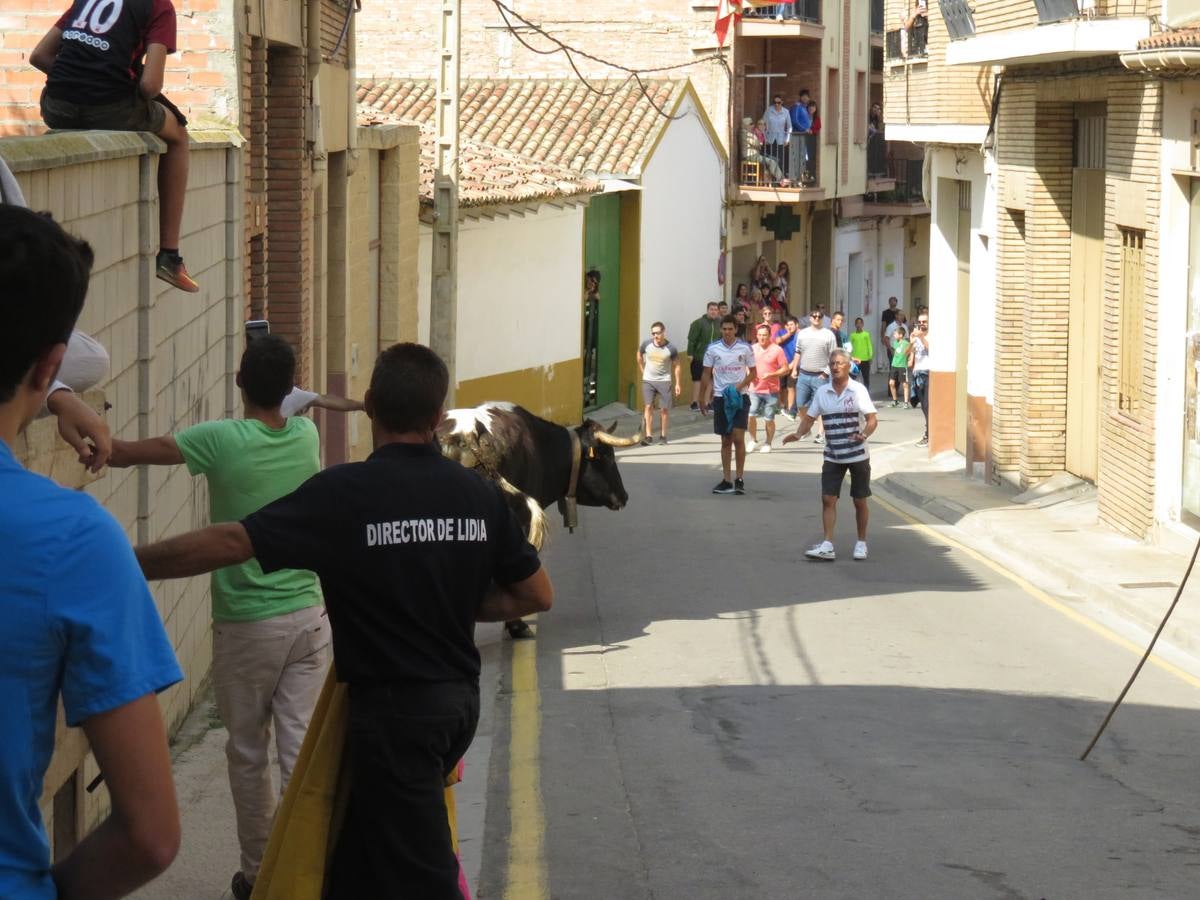 Imágenes de las vaquillas y de la procesión de las fiestas de Alfaro.