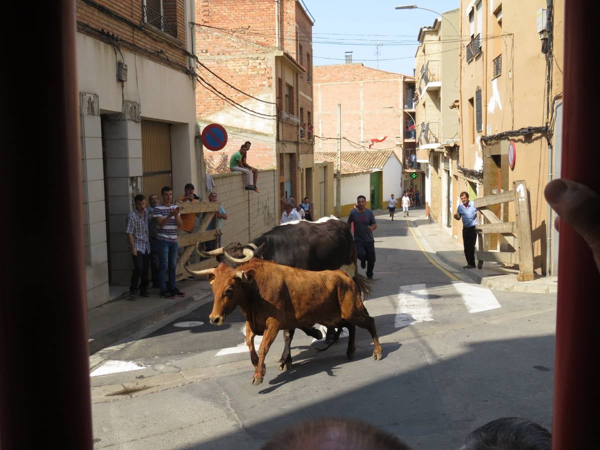 Imágenes de las vaquillas y de la procesión de las fiestas de Alfaro.