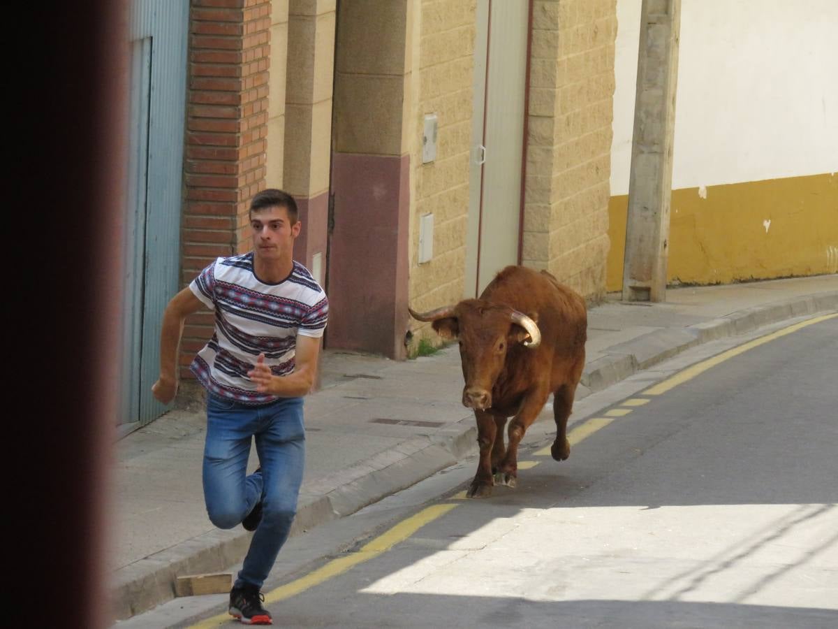 Imágenes de las vaquillas y de la procesión de las fiestas de Alfaro.