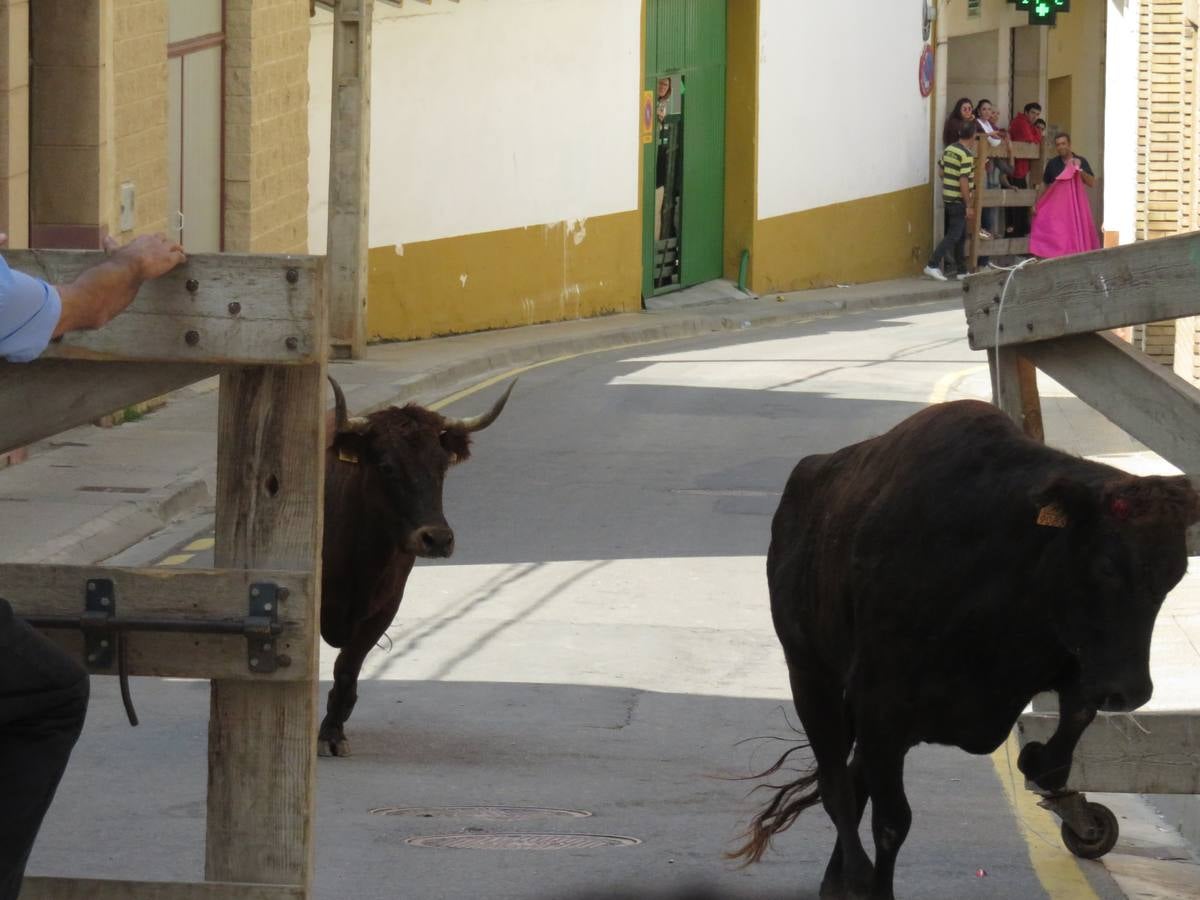 Imágenes de las vaquillas y de la procesión de las fiestas de Alfaro.