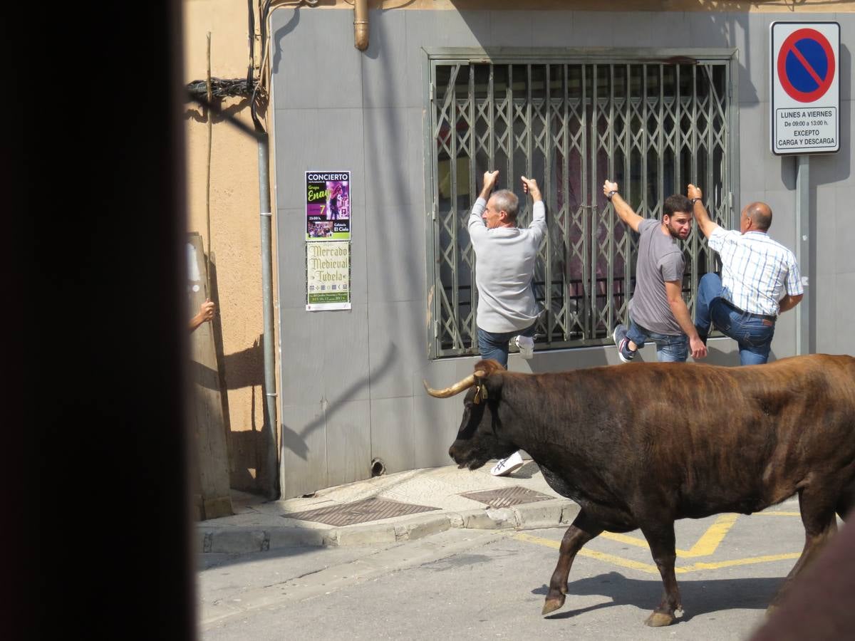 Imágenes de las vaquillas y de la procesión de las fiestas de Alfaro.