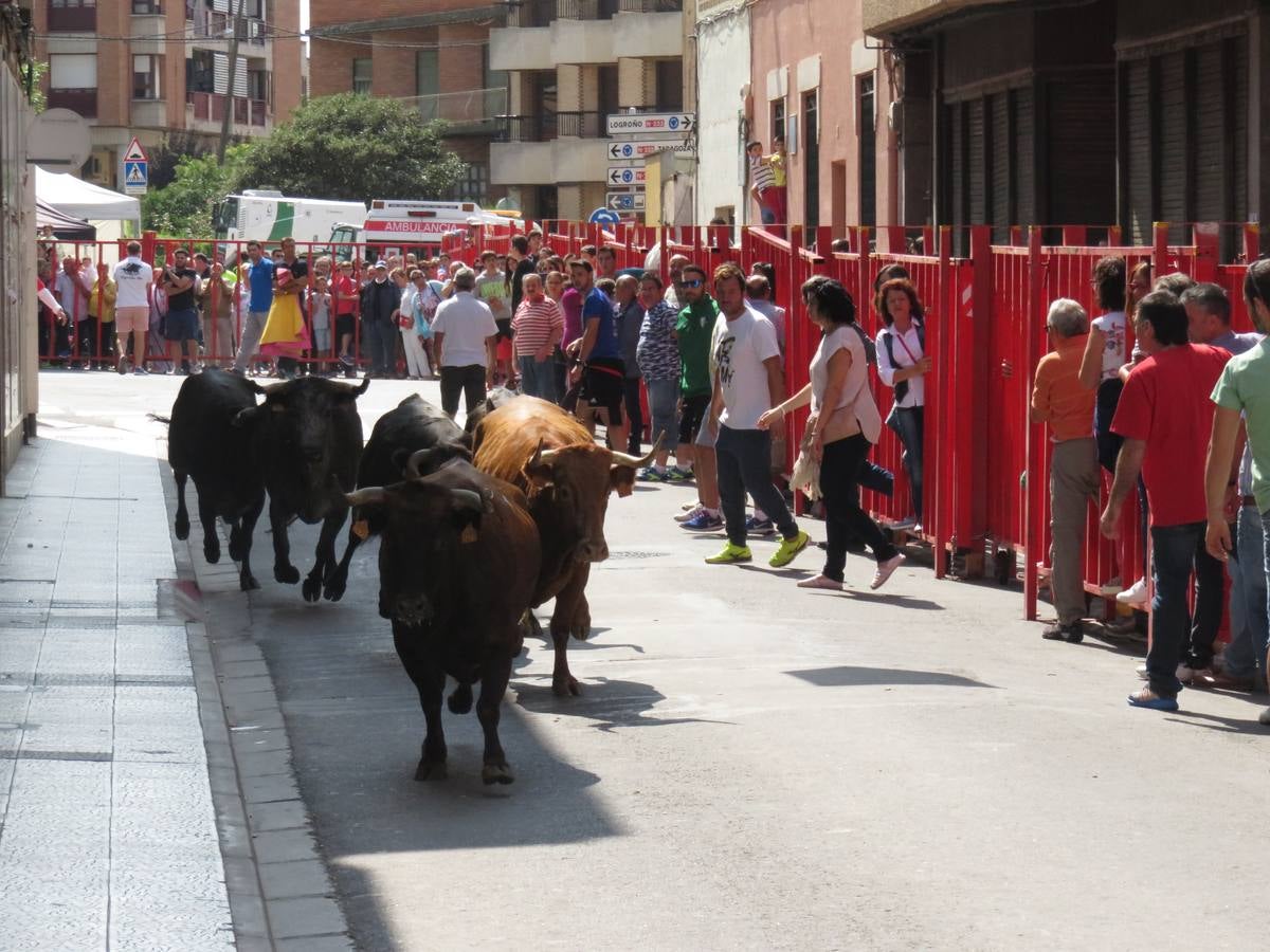 Imágenes de las vaquillas y de la procesión de las fiestas de Alfaro.