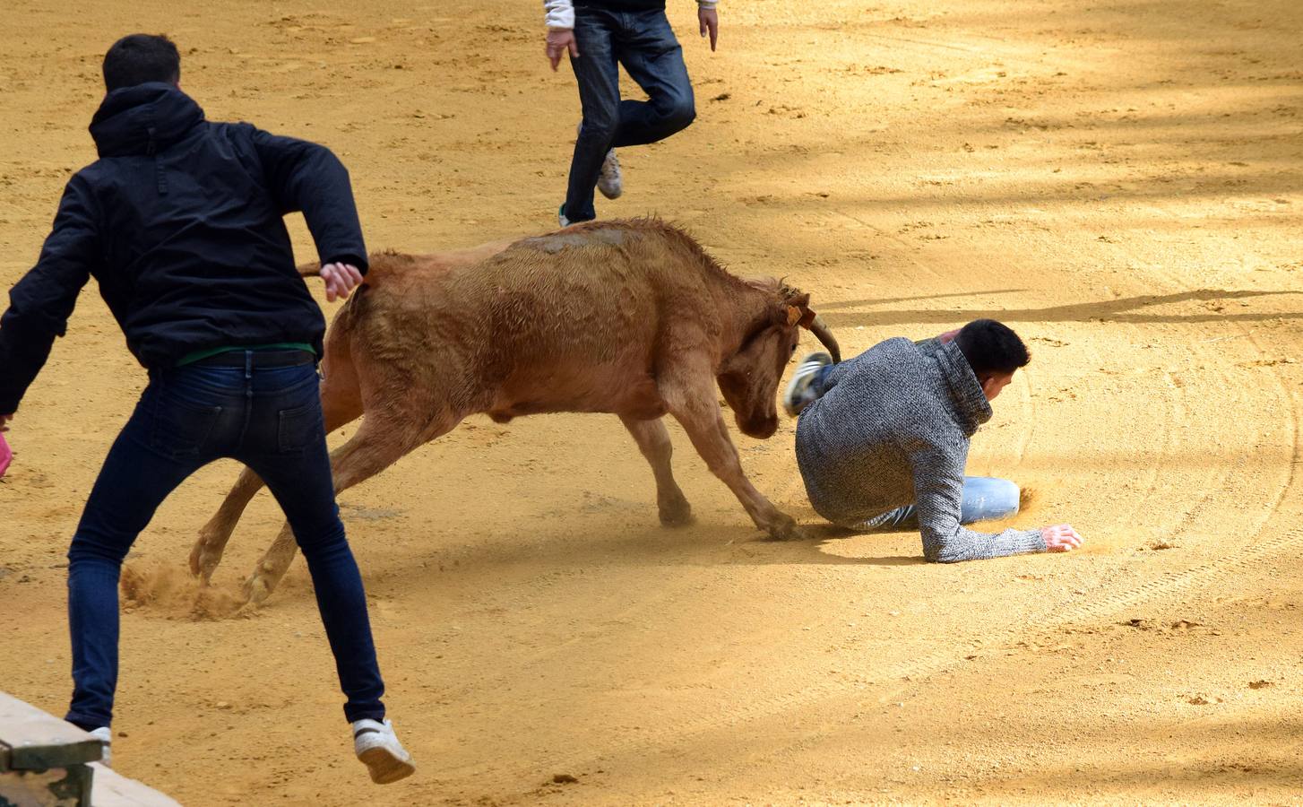 Las vaquillas, uno de los actos más concurridos de las fiestas de San Mateo ya han comenzado con el habitual éxito de público