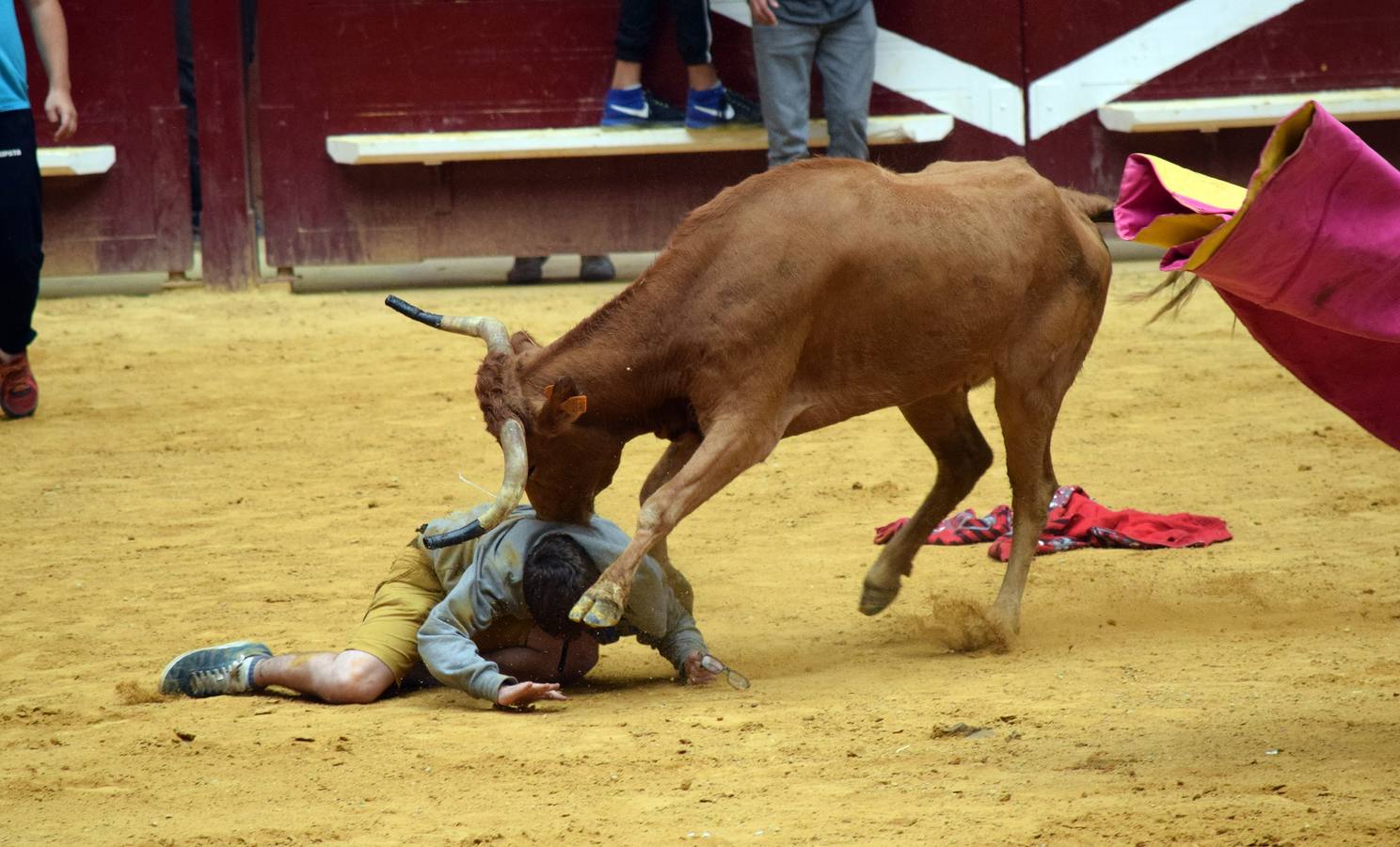 Las vaquillas, uno de los actos más concurridos de las fiestas de San Mateo ya han comenzado con el habitual éxito de público