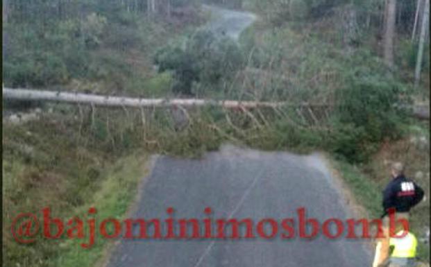 Imagen de uno de los pinos que obstaculizaba la carretera esta madrugada. 