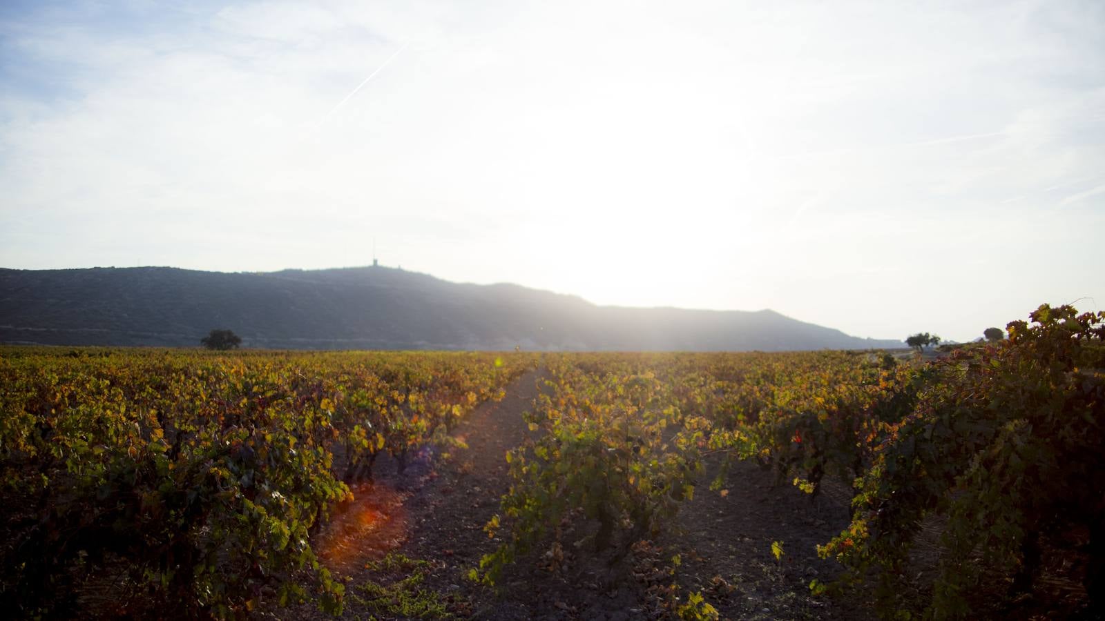 Las viñas riojanas, en otoño