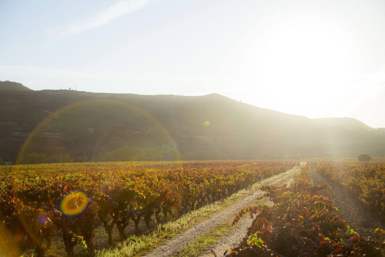 Las viñas riojanas, en otoño