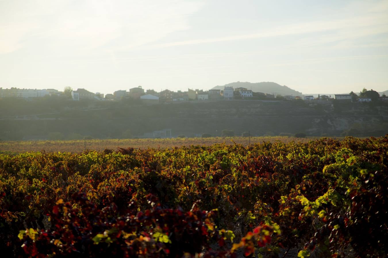 Las viñas riojanas, en otoño