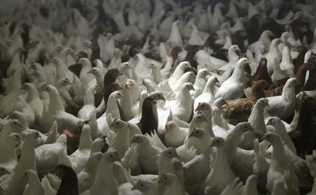 Pollos en una fábrica de Alemania.