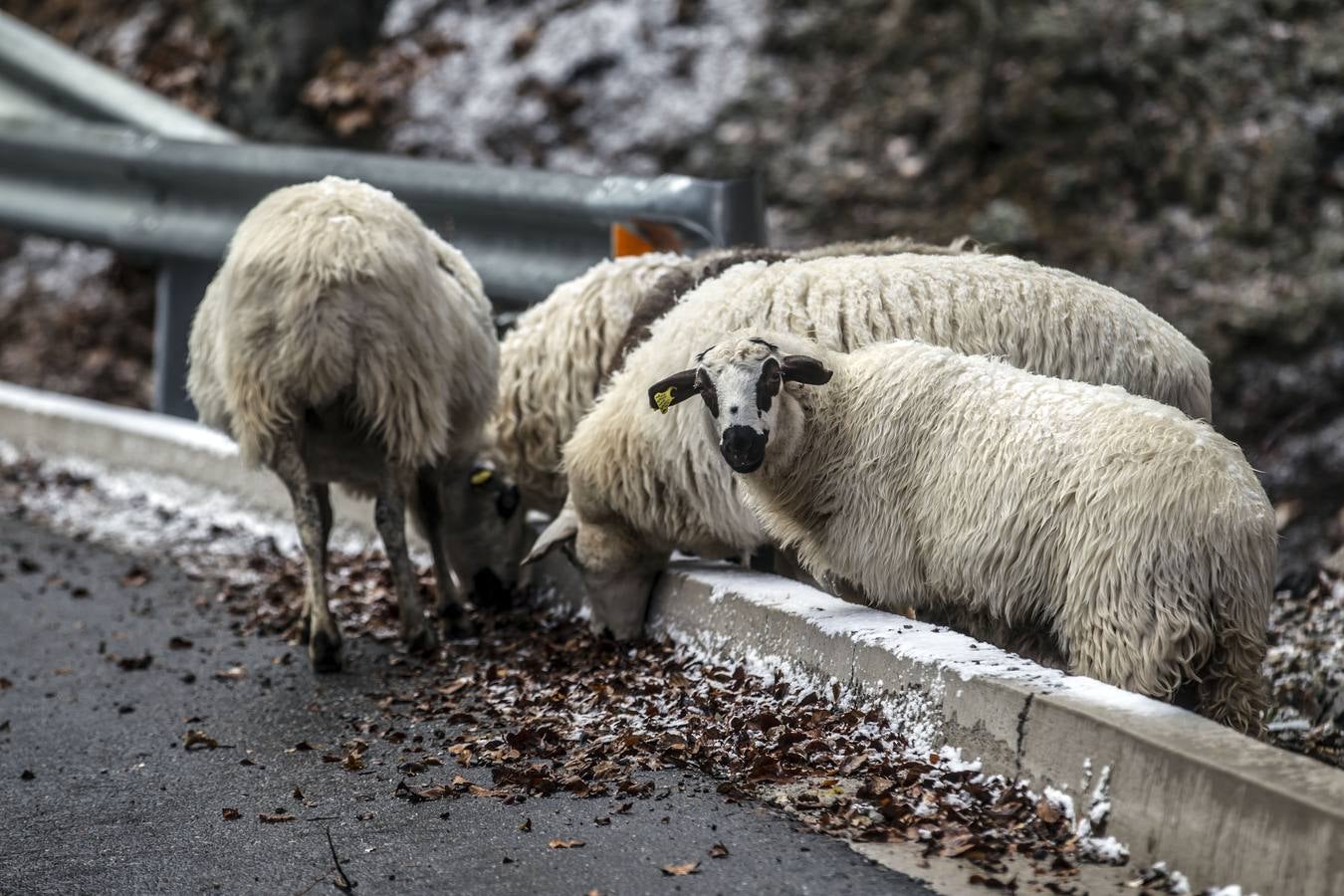 Llega el frío a La Rioja y viene acompañado de la nieve